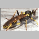 Amblyteles armatorius - Schlupfwespe w01c 14mm - Brocken-Gipfel-1142m-Harz ca-2000 Stueck-fdet02.jpg